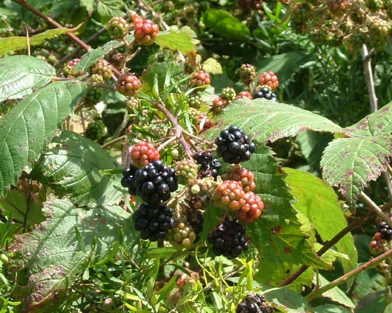 Hey Blackberry.jpg